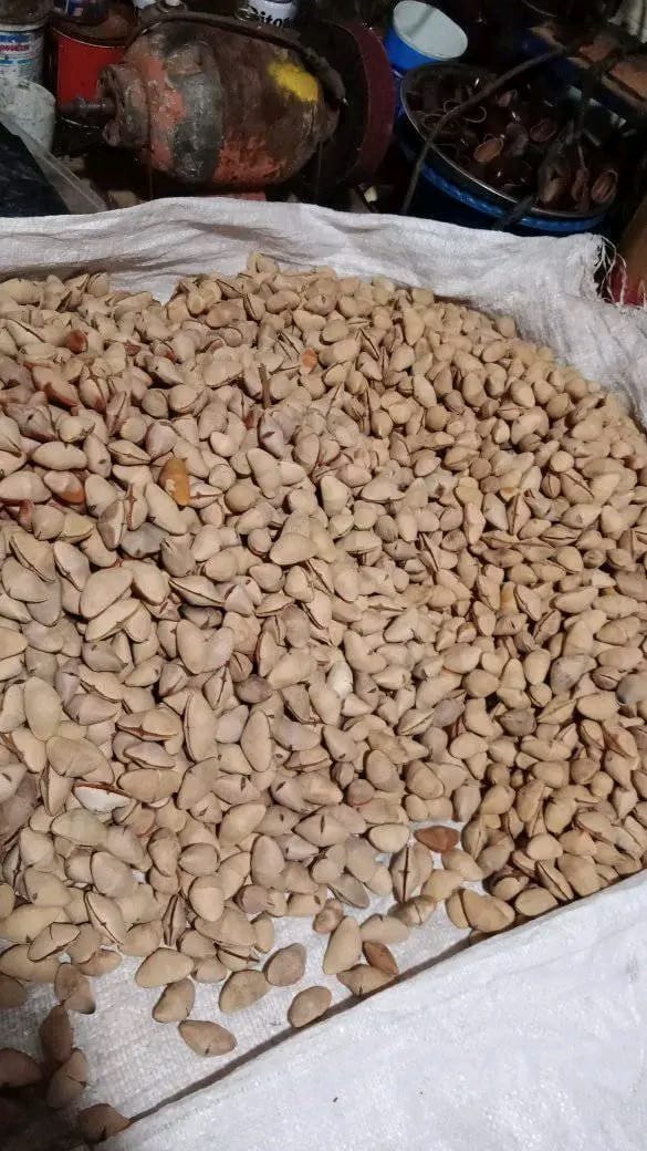 Ginje Seeds for Handmade Crafts – Wholesale