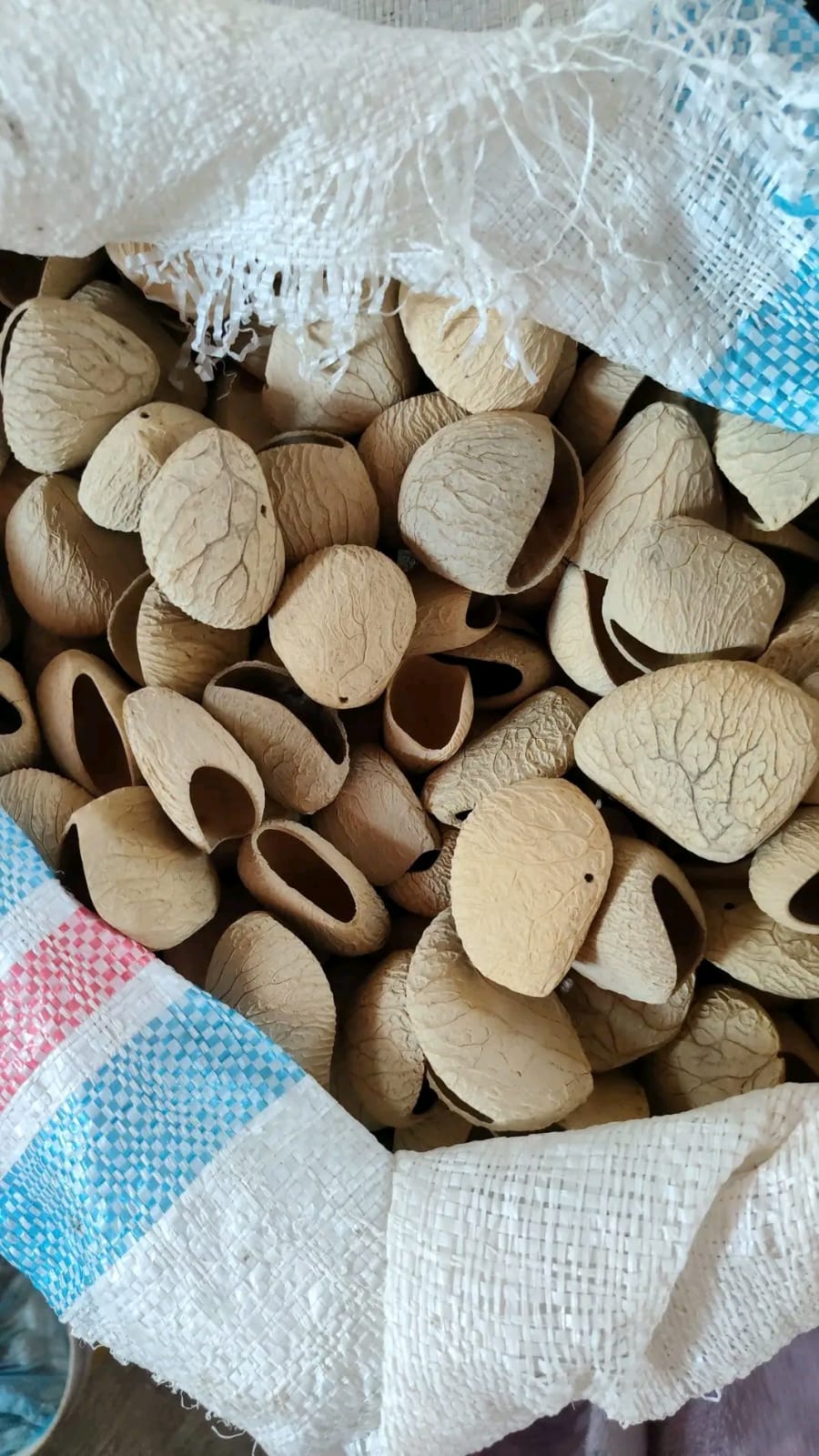 Indonesian Kluwek Shells for Crafts – Wholesale