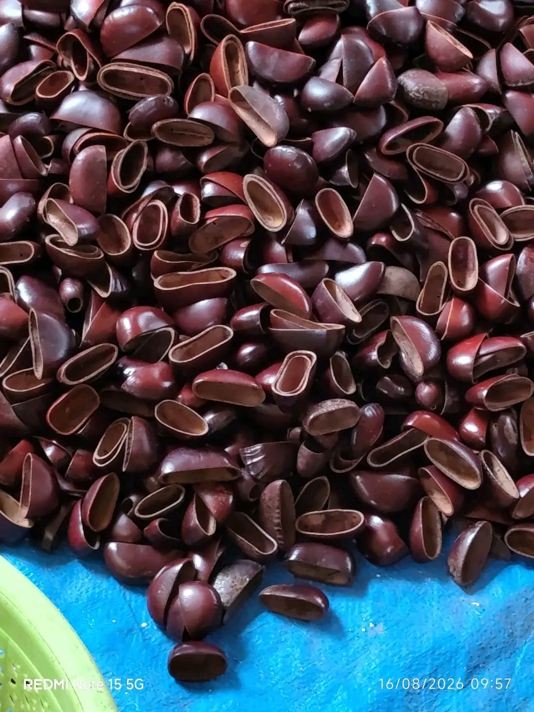 Bendo Seed Shells for Crafts – Wholesale